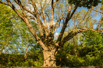 The Dover Oak Tree in Pawling New York