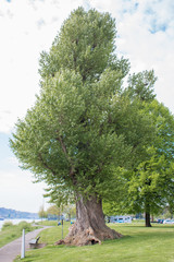Fototapeta premium Schwarzpappel, Black Poplar, Populus nigra