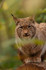 Luchs