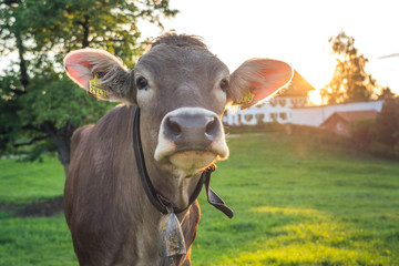 cattle in the landscape of the Allg&auml;u