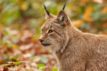 Luchs