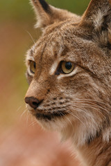 Luchs