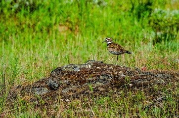 Killdeer At Turnbull National Wildlife Refuge.