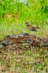 Killdeer At Turnbull National Wildlife Refuge.