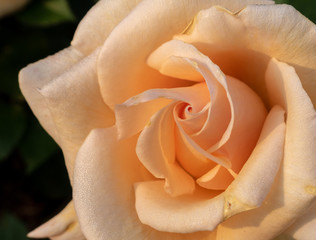 Macro image of rose "Winter Sunset"