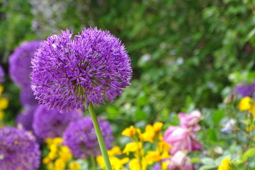 Beautiful summer flowers in the grounds of Worcester College, Oxford University, Oxfordshire, England, UK