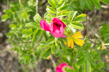 pink briar rose in spring on a shrub