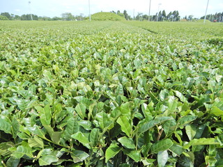 お茶、茶、茶畑、茶摘み、八十八夜、茶葉