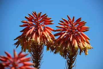 Sweet. Colorful And Budding  Aloe Vera With Clear blue Sky And Warm Sunlight During Summertime.Corfu Greece