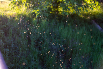 midges sunset   light  nature mosquitos