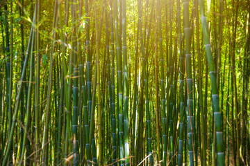 bamboo forest