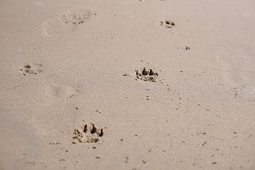 Strandurlaub mit Hund