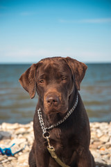 Labrador looks at the sea