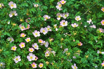 a bush with many Rosa canina flowers