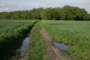 Fototapeta na wymiar rural landscape after rain in spring