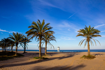 Fototapeta premium The palms from Spain one place in Spain-Gandia