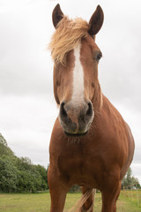 horses walk on the field