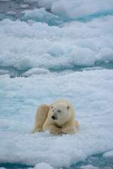 Polar bear on arctic pack ice © Lazy