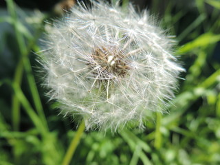 Fototapeta premium dandelion on green background
