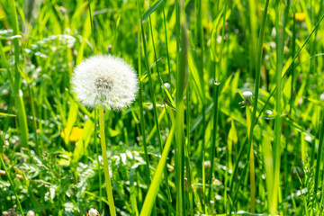 Dandelion in the grass on a sunny summer day.