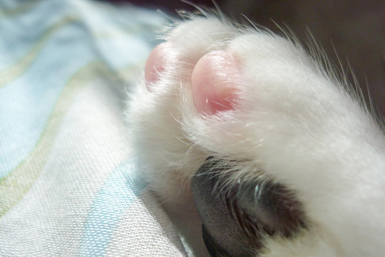 Cat's paw, close-up view.