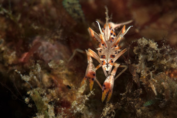 Spiny tiger shrimp  (Phyllognathia ceratophthalma). Picture was taken in Ambon, Indonesia