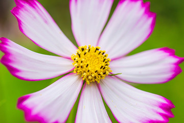 Fototapeta premium 秋桜