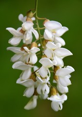 Fototapeta na wymiar a close up whit a white acacia flower