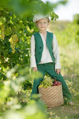 The child collects fruit. A little boy collects grapes. 