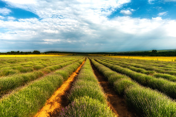 Lavender field with rows lines during the sunset