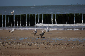 Möwe am Strand