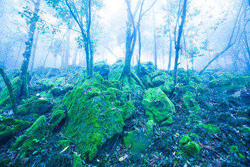 Mystic ancient tropical forest in the mist.
