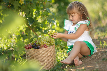 A child with fruit. The girl collects grapes. 