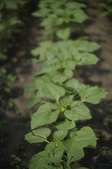 green leaves of a tree