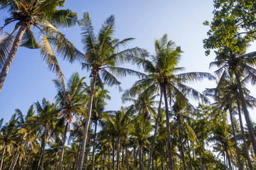 Fototapeta na wymiar Tropical palm trees at Nusa Penida at Bali island, Indonesia