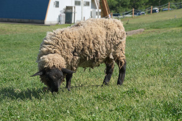 蔵王ハートランド zao heartland in miyagi japan
