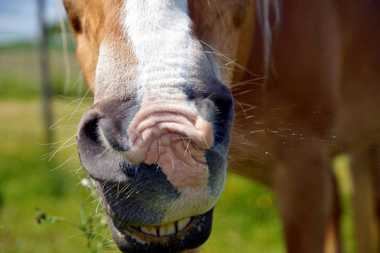 close up of horse mouth in a grassy meadow. brown horse sneezes on the background of green grass.
