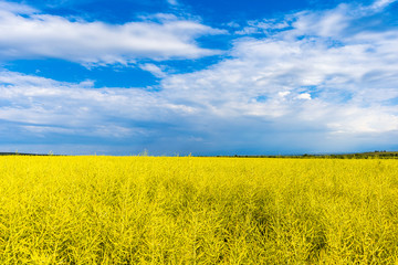 Obraz premium Field of Golden wheat under the blue sky and clouds