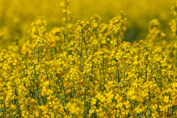 Yellow rapeseed field in spring summer. Yellow small Rapeseed blossoms. Field of rapeseed. Canola.
