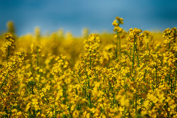 Yellow rapeseed field in spring summer. Yellow small Rapeseed blossoms. Field of rapeseed. Canola.