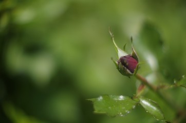  bud of a dark red rose on a blurred background of greenery