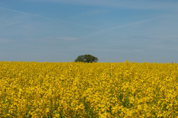 Yellow rapeseed field in spring summer. Yellow small Rapeseed blossoms. Field of rapeseed. Canola.