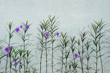 Flower with wall background