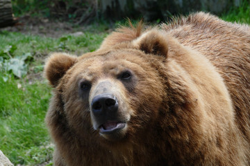 Fototapeta premium adult male grizzly