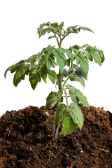Tomato bush isolated on white background