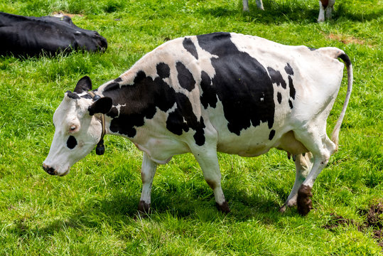 Pregnant Holstein Cow In A Muddy Field