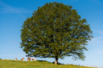 Big nice tree and cows  around in the field