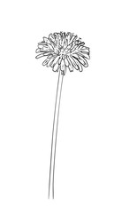 Vector illustration, isolated dandelion flower in black and white colors, outline hand painted drawing