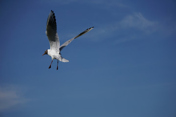 Fliegende Möwe