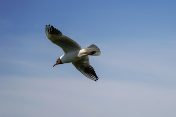 Möwe schwebt